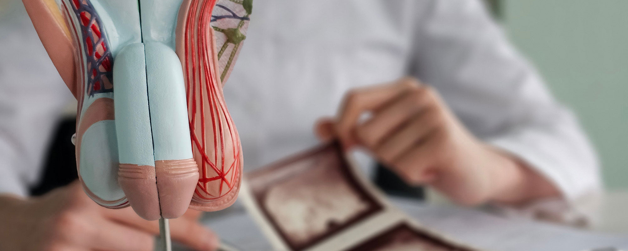 8 Steps to Understand How an Erection Really Works